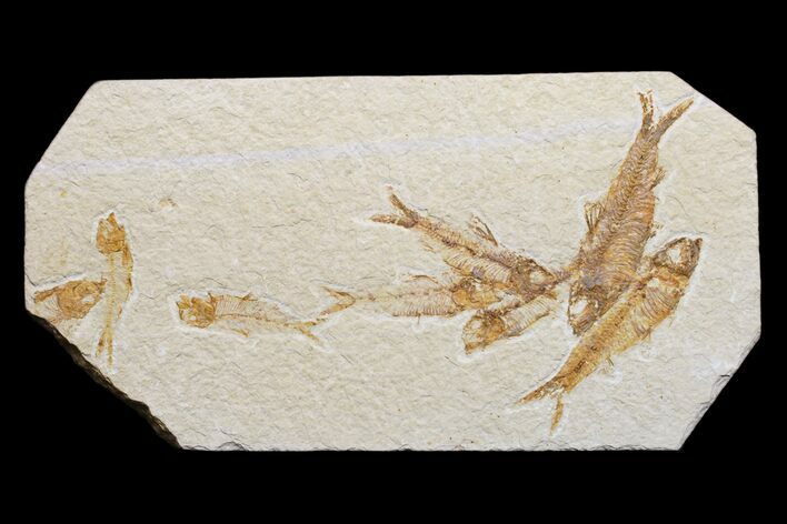Cluster Of Seven Fossil Fish (Knightia) - Green River Formation #171618